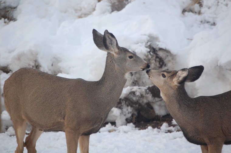 Mule Deer