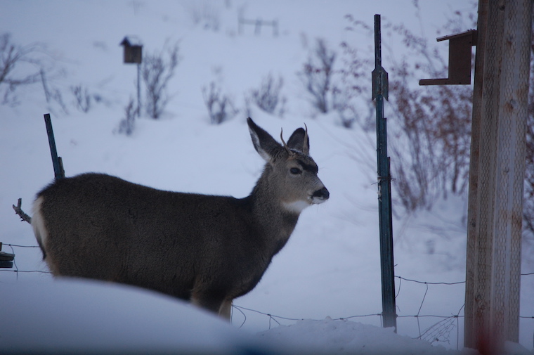 mule deer