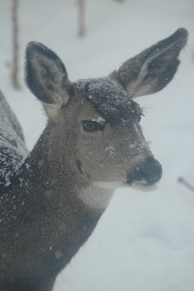 Mule Deer