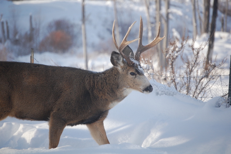 Mule Deer