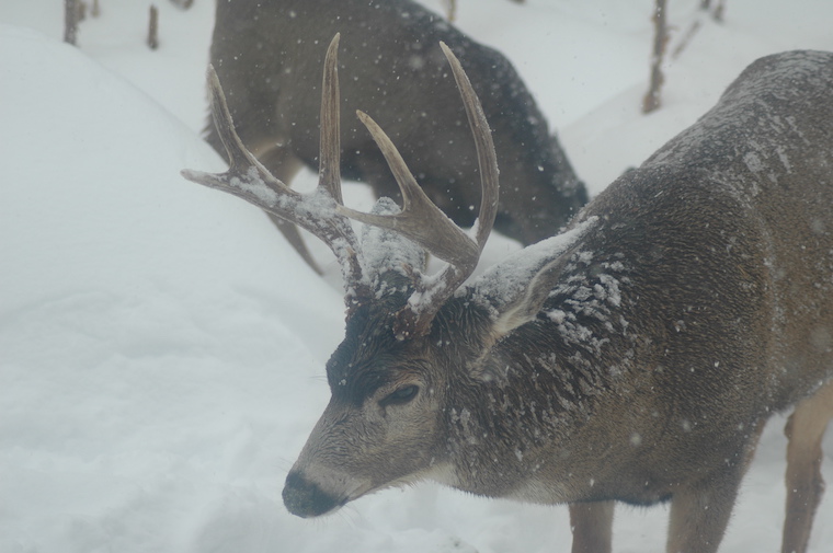 Mule Deer