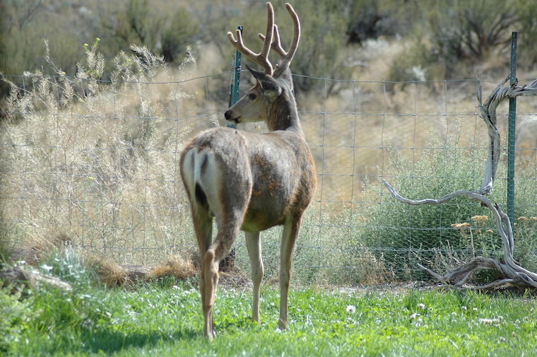 Mule Deer Buck