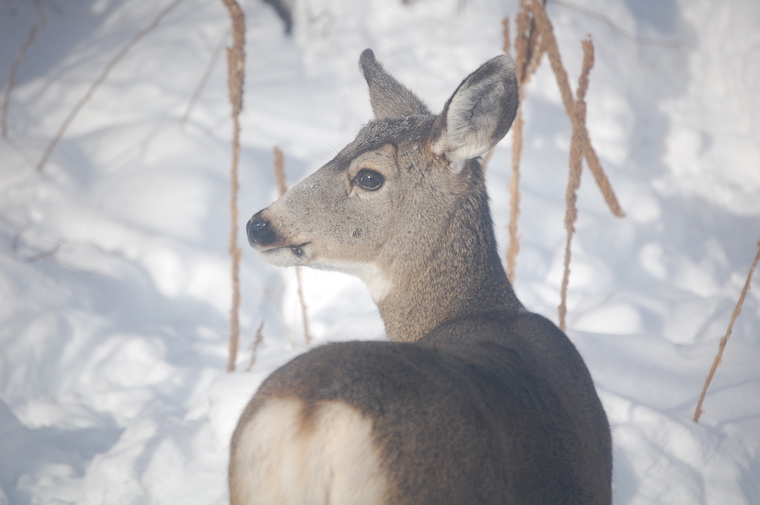 Mule Deer