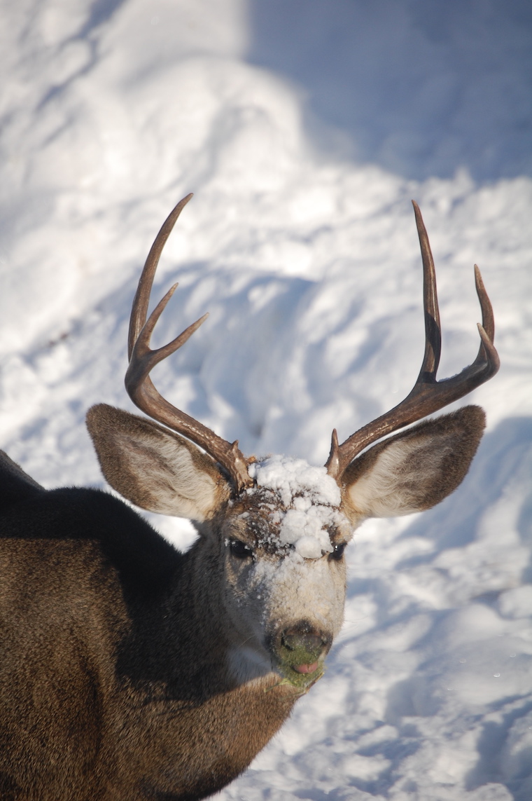 Mule Deer