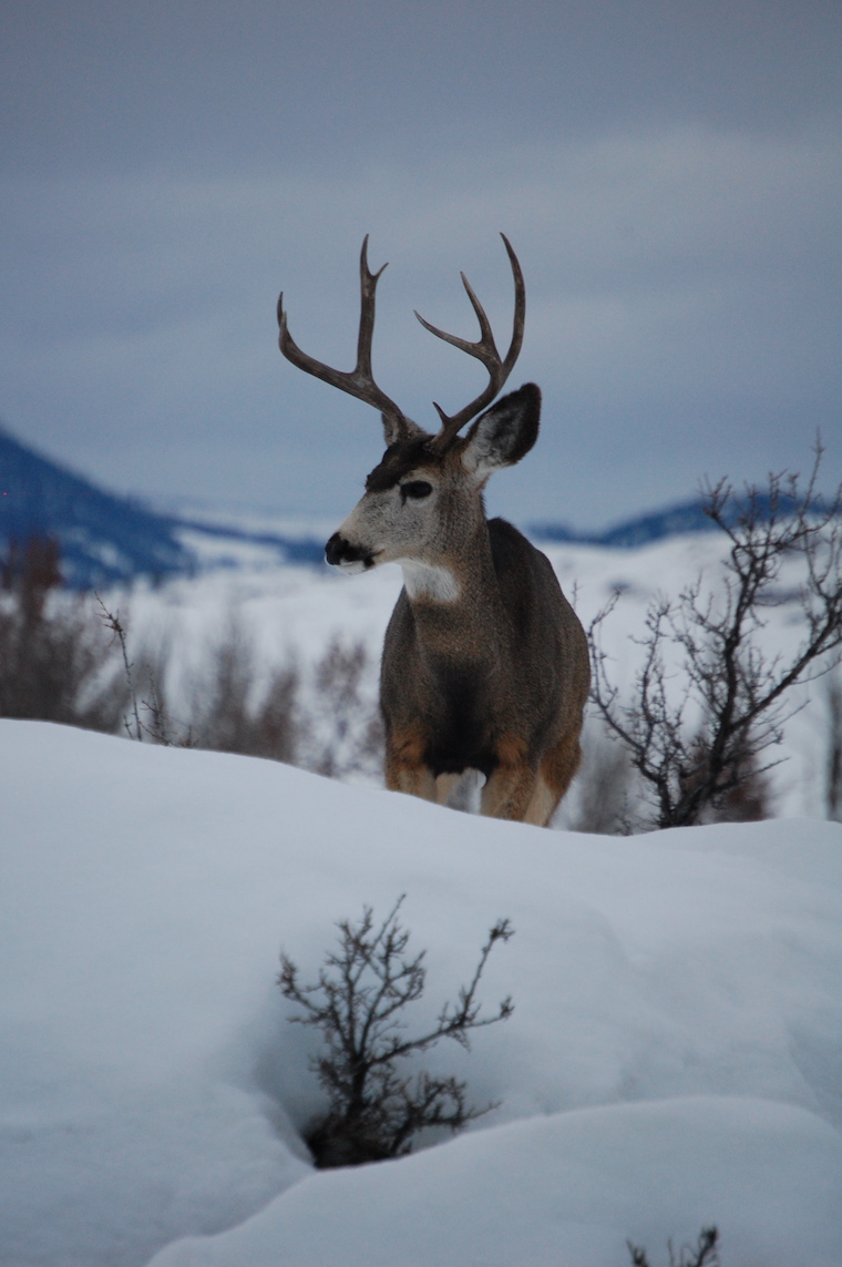 Mule Deer