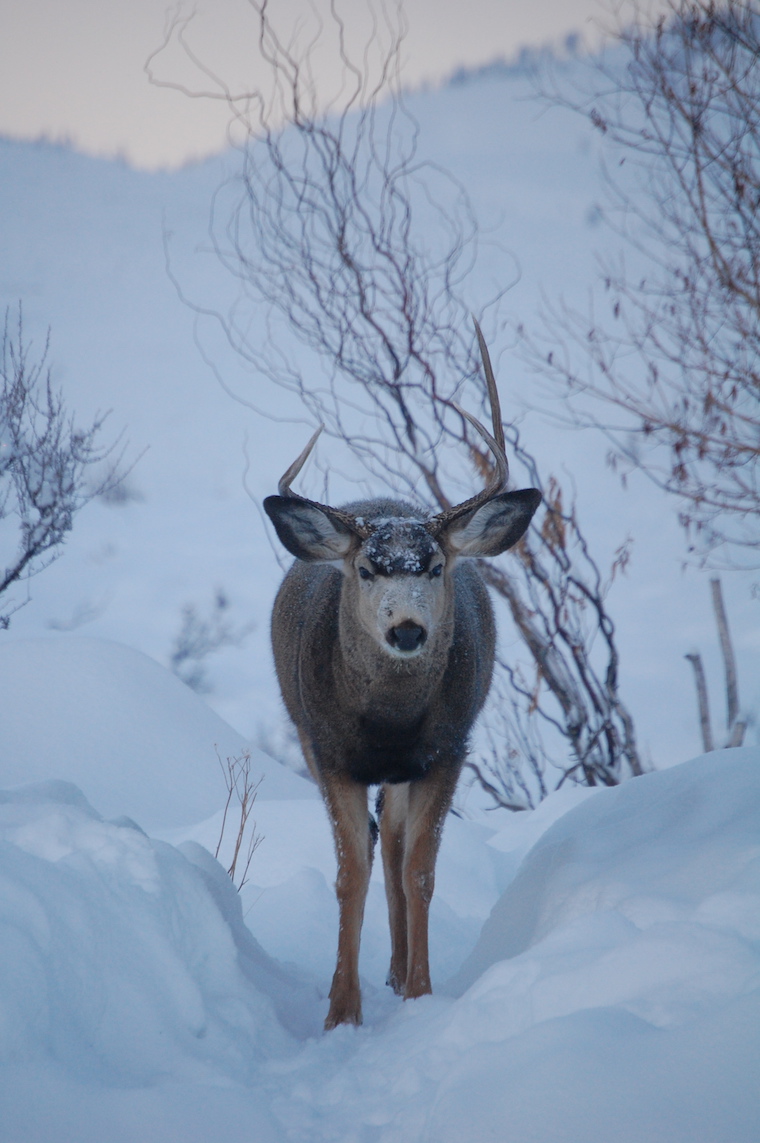 Mule Deer