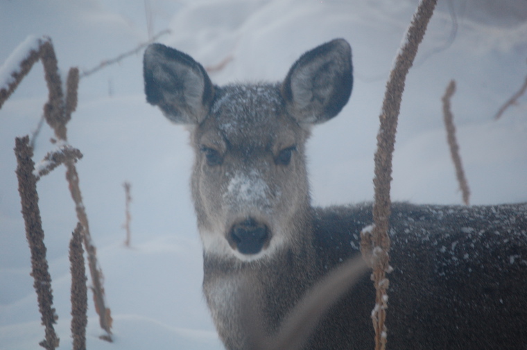 Mule Deer
