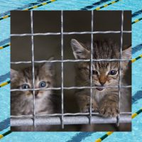 image of kittens in cage and swimming lanes