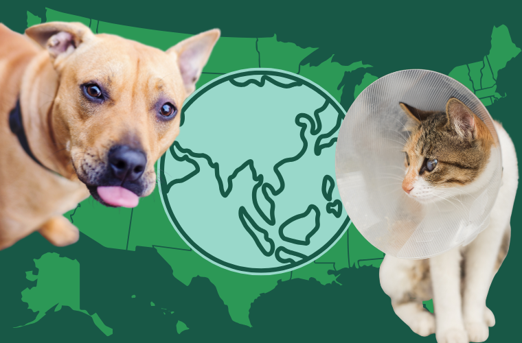 dog, cat, map of U.S., and globe