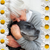 image of daisies and woman hugging dog