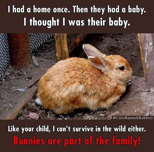 bunny abandoned