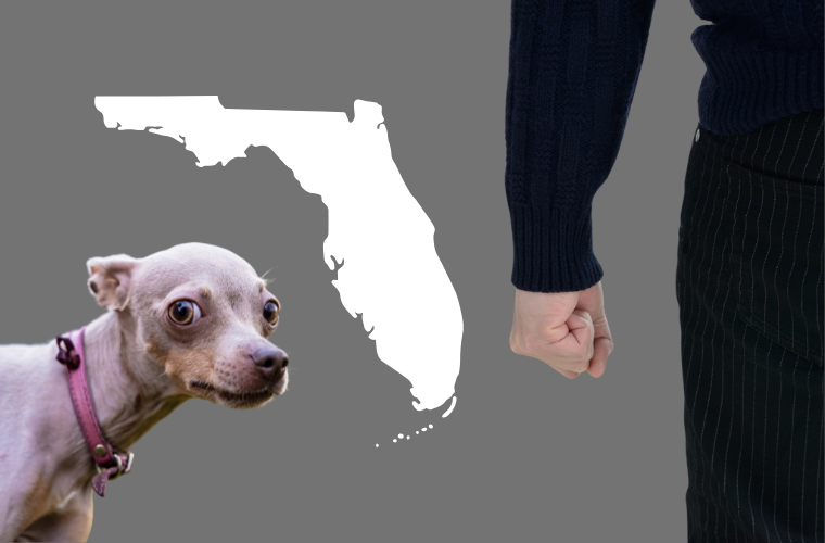 dog, Florida, and person making fist