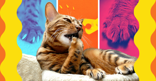 cat licking paw and cat paws and claws