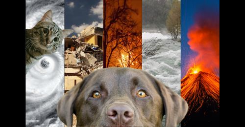 cat, dog, and natural disasters