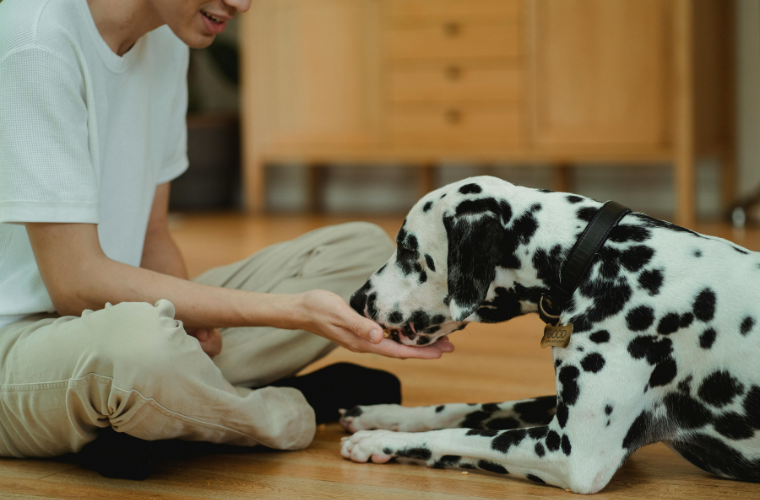 person giving dog a treat