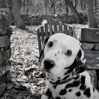 dog and cemetery gate