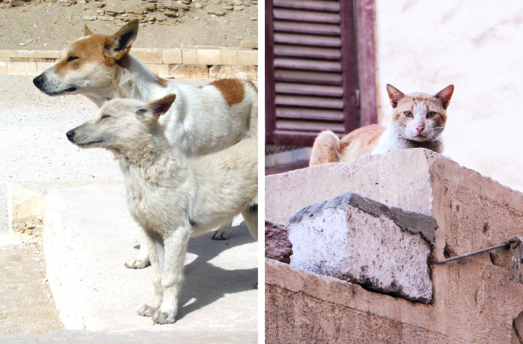 stray dogs and cat in Egypt