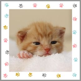 orange kitten and paw prints