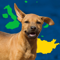 Gal�pogos Islands, Mongolia, and puppy