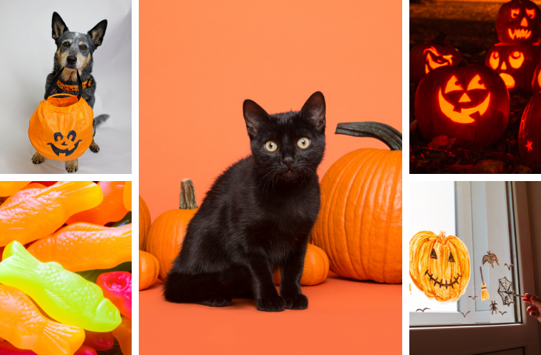 companion animals and Halloween images