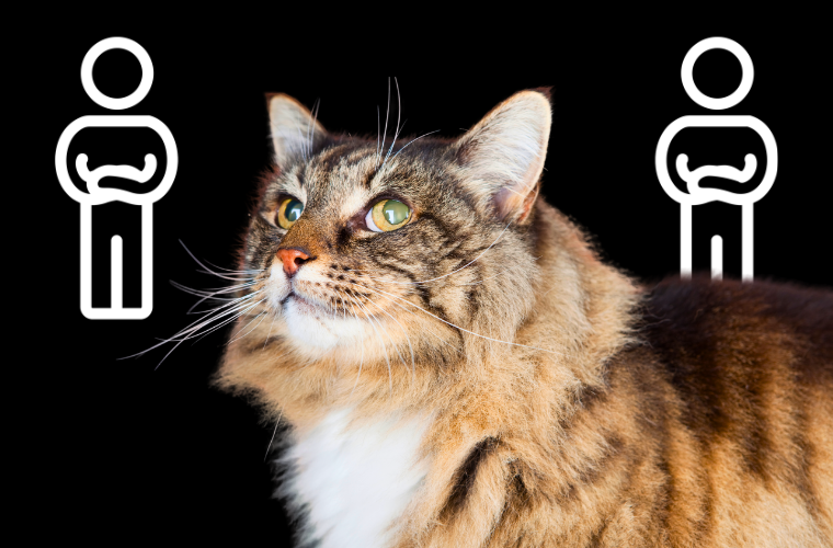 cat and icons of humans folding arms