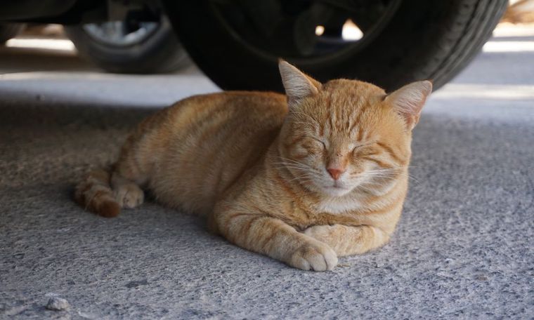 orange Cat