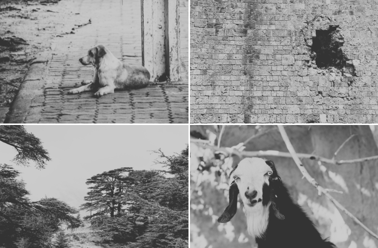 dog, goat, cedars, and damaged wall
