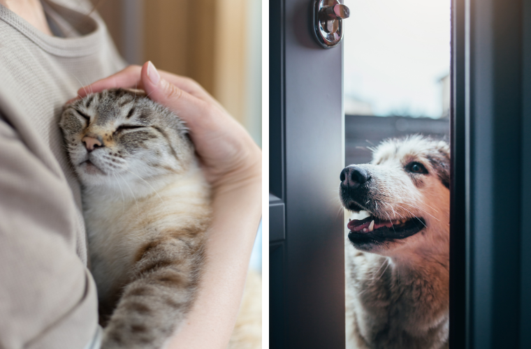 cat held by human, dog looking through door