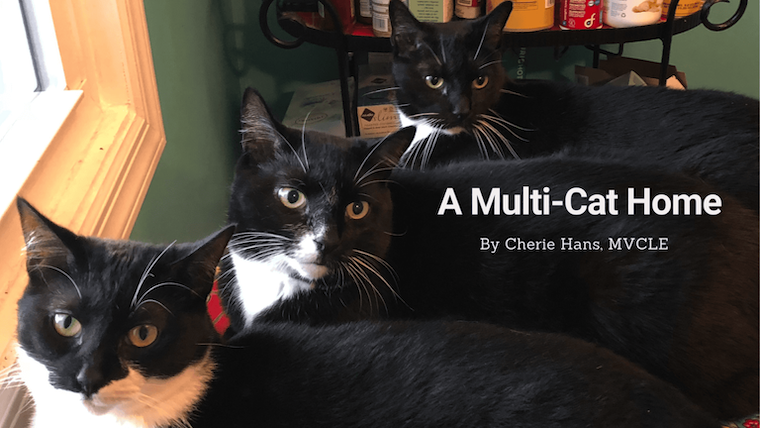 cats, article title, and author's name