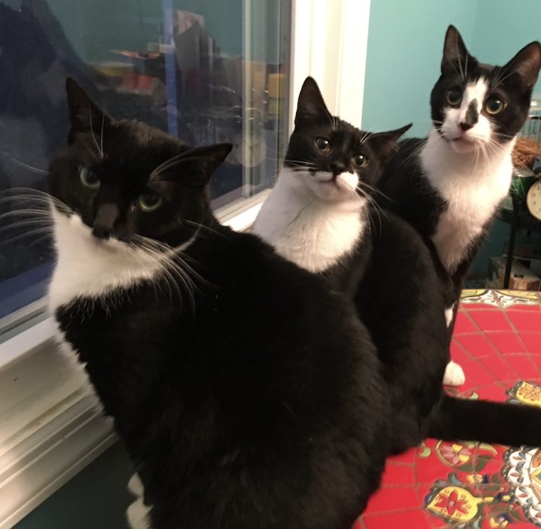 three cats by a window