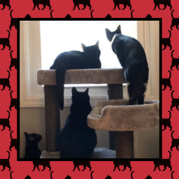 cats looking out window and cat pattern