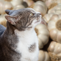 image cat and garlic