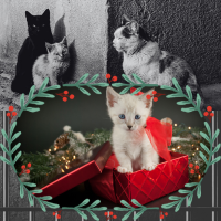 kitten in gift box and stray cats