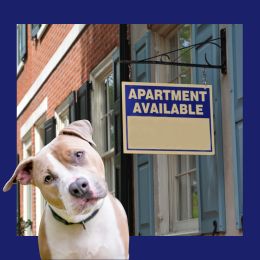 image of dog and apartment available sign
