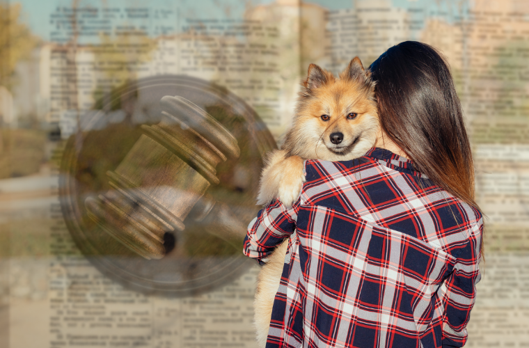 human holding dog and gavel on open book