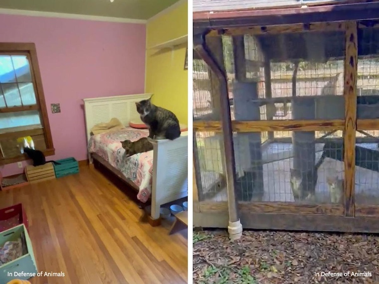 Kitty Haven room and catio