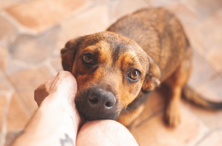 dog and hand