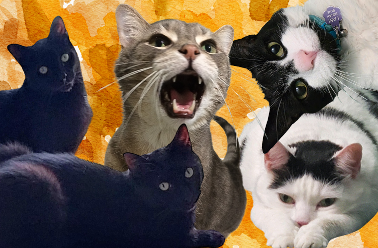 some happy cats of All-Creatures.org