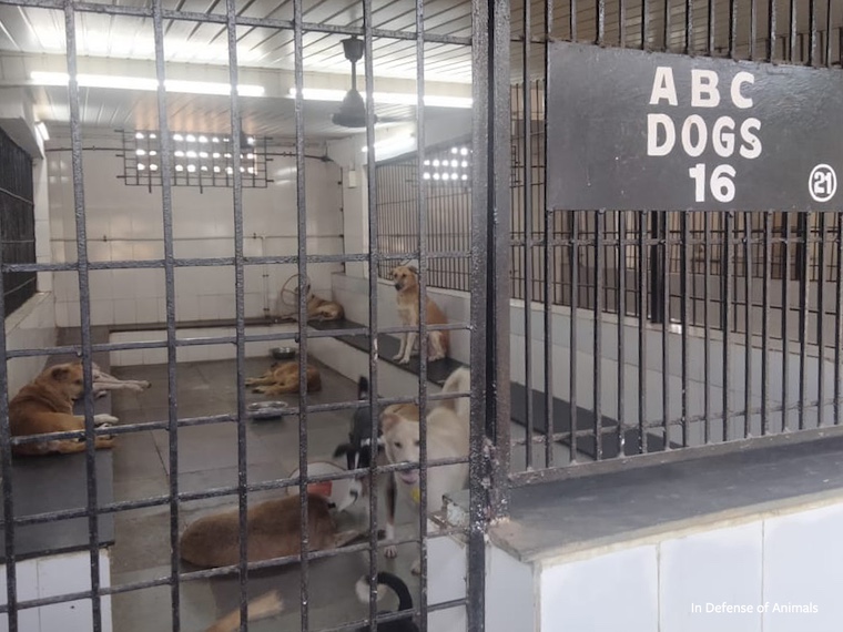 dogs waiting in holding cell