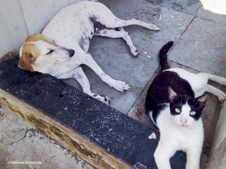 dog and cat lying down