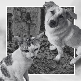 cat, dog, and ruined building