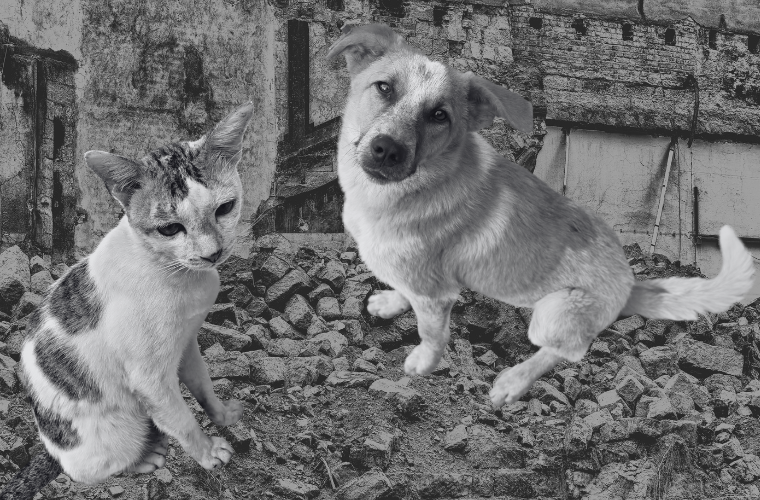 cat, dog, and destroyed building