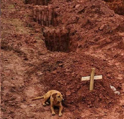 dog stays by grave