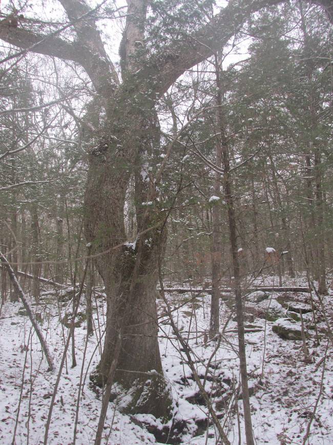 coffey grounds winter