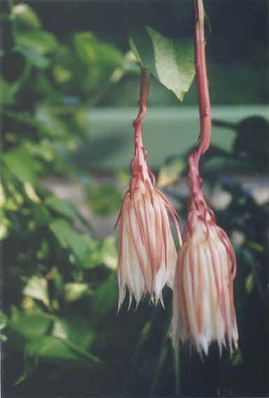 cc-cereustwinsclosing.jpg (51232 bytes)