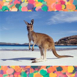kangaroo and confetti