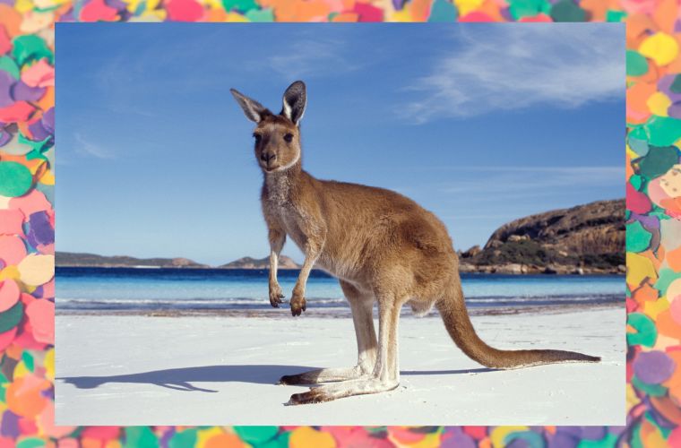 kangaroo and confetti