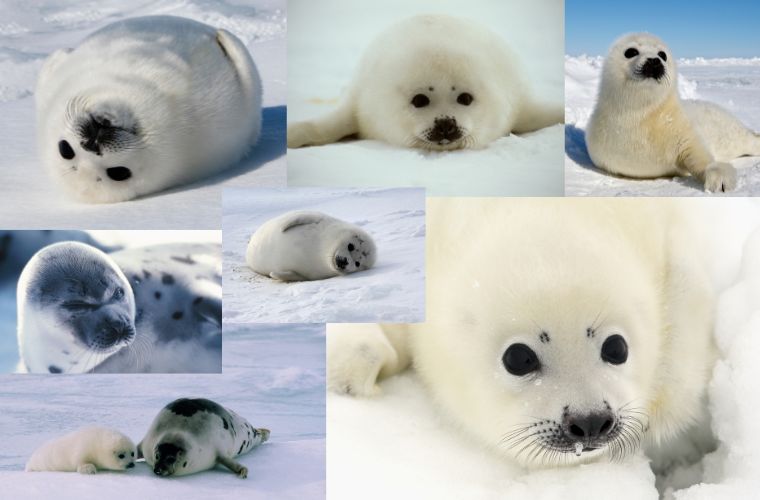 baby seals