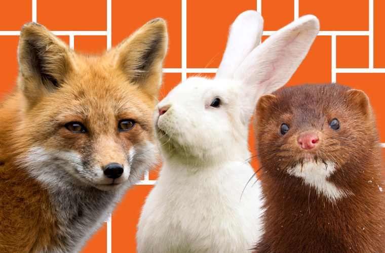 fur free friday protest