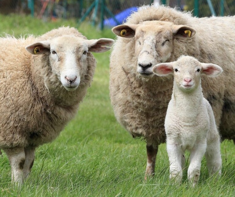 Sheep and Lamb